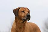 RODESIAN RIDGEBACK 115